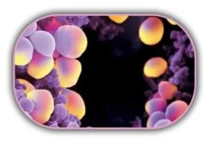 Stafilokokal Enterotoksin Aranması