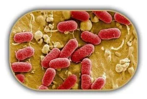 Sülfit İndirgeyen Anaerobik Bakteri Sayımı