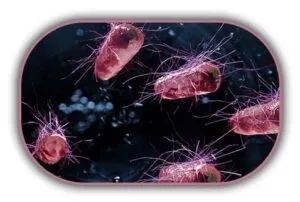 e-coli-sayımı